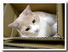 cats