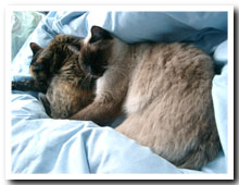 cats