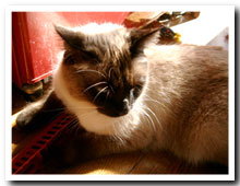 cats