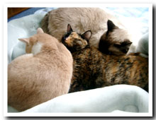 cats