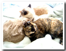 cats