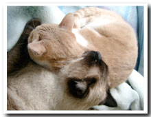 cats