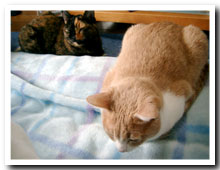 cats