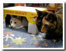 cats