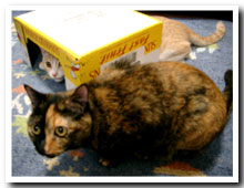 cats