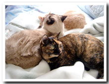 cats
