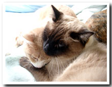 cats