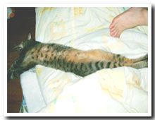 猫の写真,画像