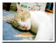 猫の写真,画像