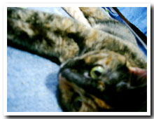 猫の写真,画像