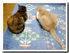 猫の写真,画像