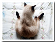 猫の写真,画像