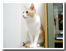 猫の写真,画像