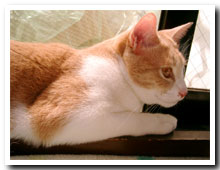 猫の写真,画像