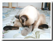 猫の写真,画像