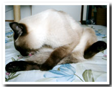猫の写真,画像