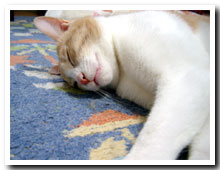 猫の写真,画像