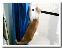 猫の写真,画像