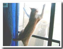 猫の写真,画像