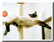 猫の写真,画像