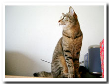 猫の写真,画像