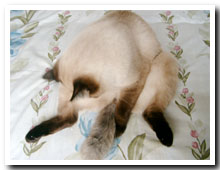 猫の写真,画像