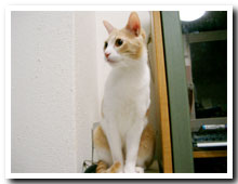 猫の写真,画像