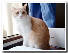 cats
