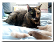 cats