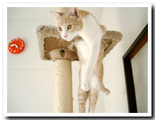 cats