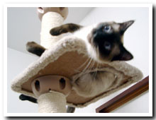 cats