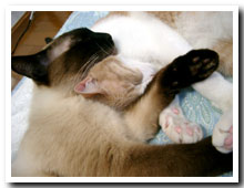 cats
