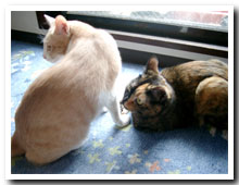 cats
