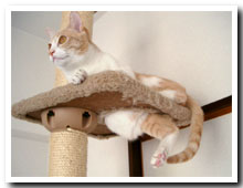 cats