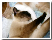 cats