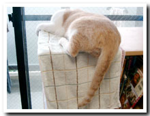 cats