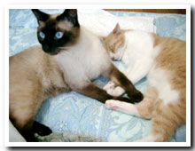 cats