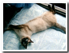 cats