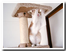 cats