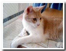 cats