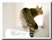 cats