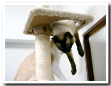 cats
