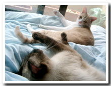 cats