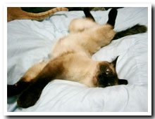 cats
