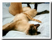 cats