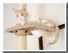 cats