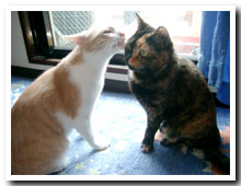cats