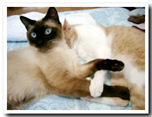 cats