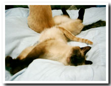 cats