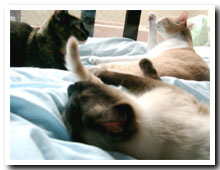 cats